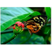 Trademark Fine Art "Cream Spotted Tigerwing" Canvas Art by Kurt Shaffer