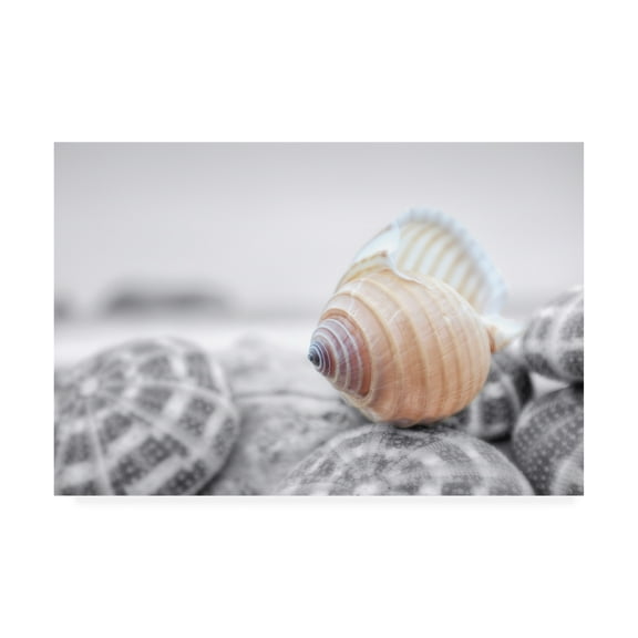 Trademark Fine Art 'Crescent Beach Shells 15' Canvas Art by Alan Blaustei