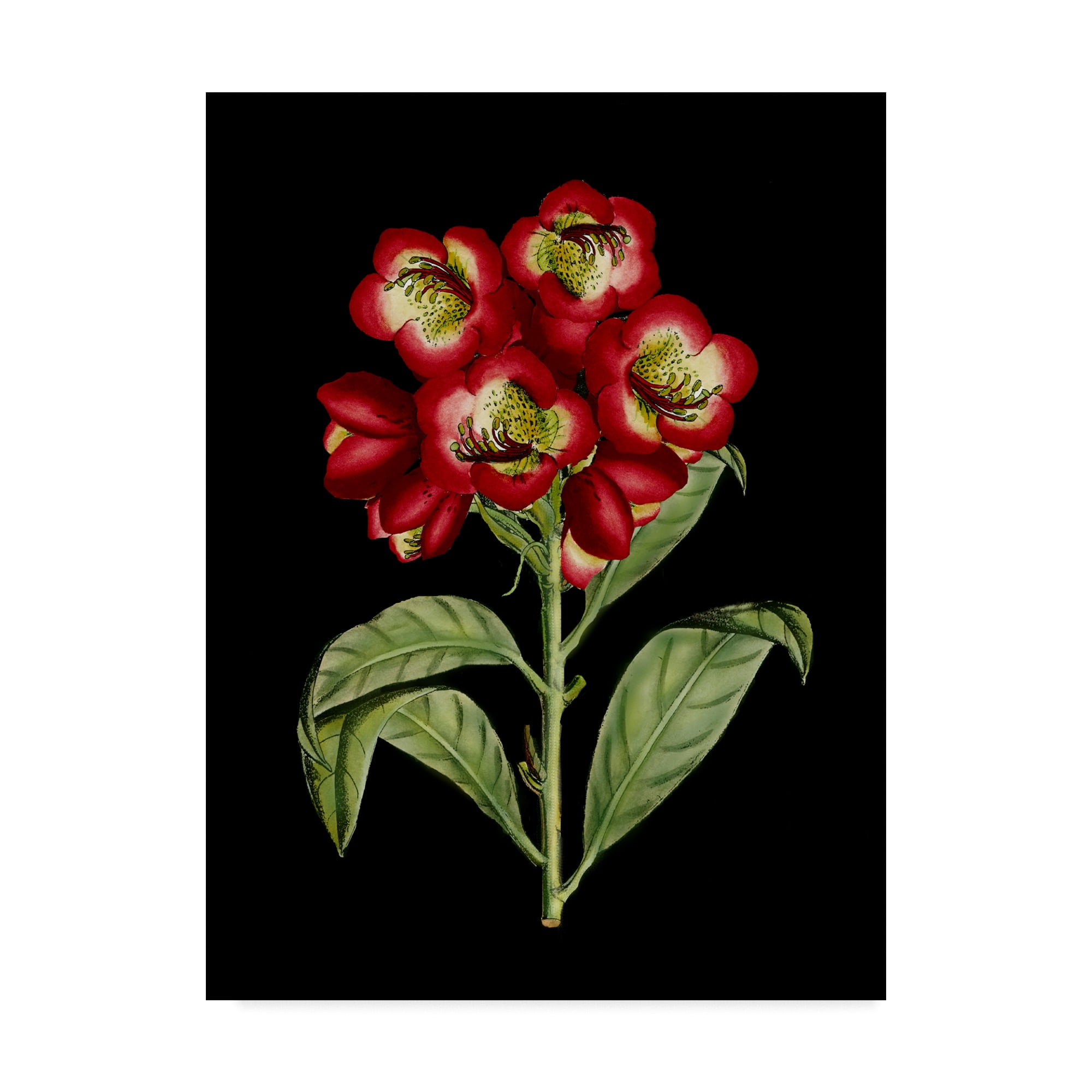 Crimson Red Floral Canvas Art with Black Background