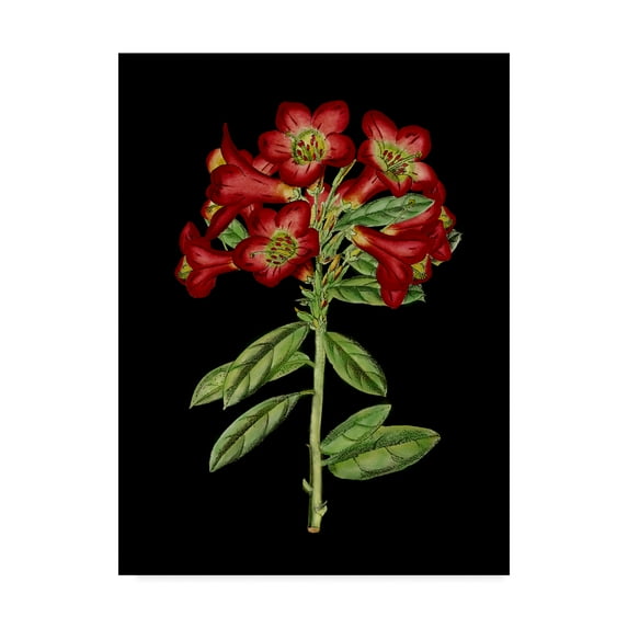 Trademark Fine Art 'Crimson Flowers on Black IV' Canvas Art by Unknown
