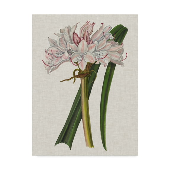 Trademark Fine Art 'Crinium Lily I' Canvas Art by Naomi McCavitt