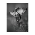 thumbnail image 1 of Trademark Fine Art 'Crocus Bw' Canvas Art by István Nagy, 1 of 3