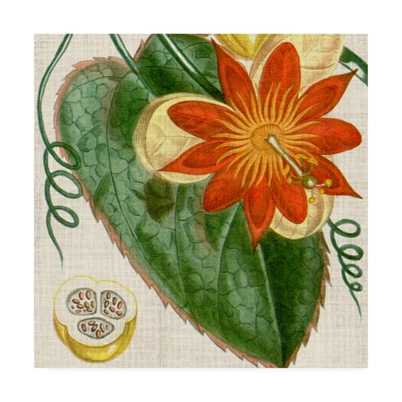 Trademark Fine Art 'Cropped Turpin Tropicals I' Canvas Art by Vision Studio