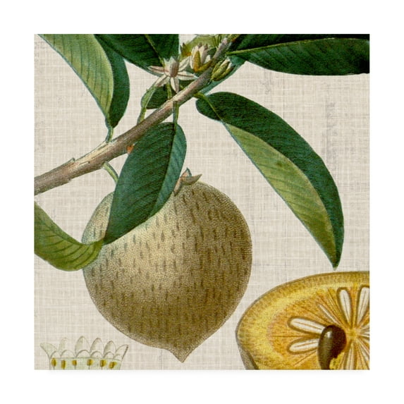 Trademark Fine Art 'Cropped Turpin Tropicals V' Canvas Art by Vision Studio