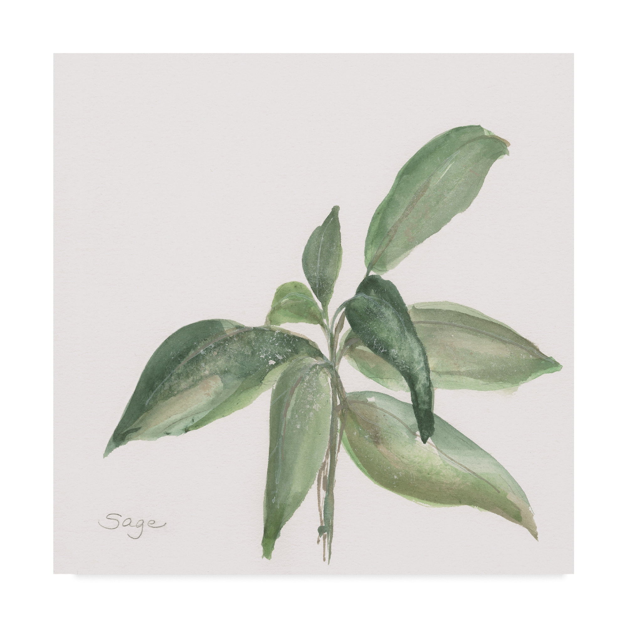 Trademark Fine Art Cuisine Canvas Art ' Sage I ' by Chris Paschke