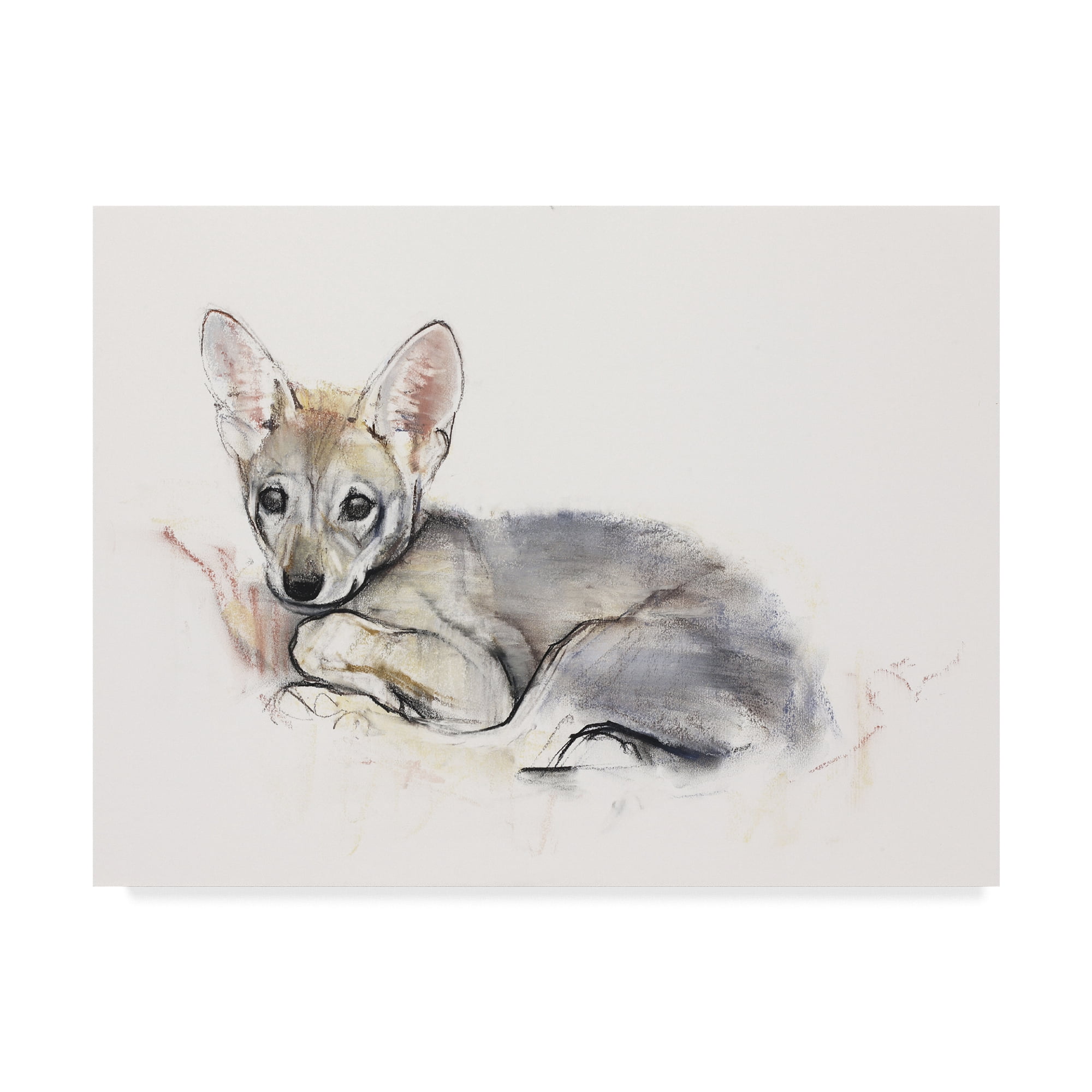 Trademark Fine Art 'Curled Arabian Wolf Pup' Canvas Art by Mark Adlington