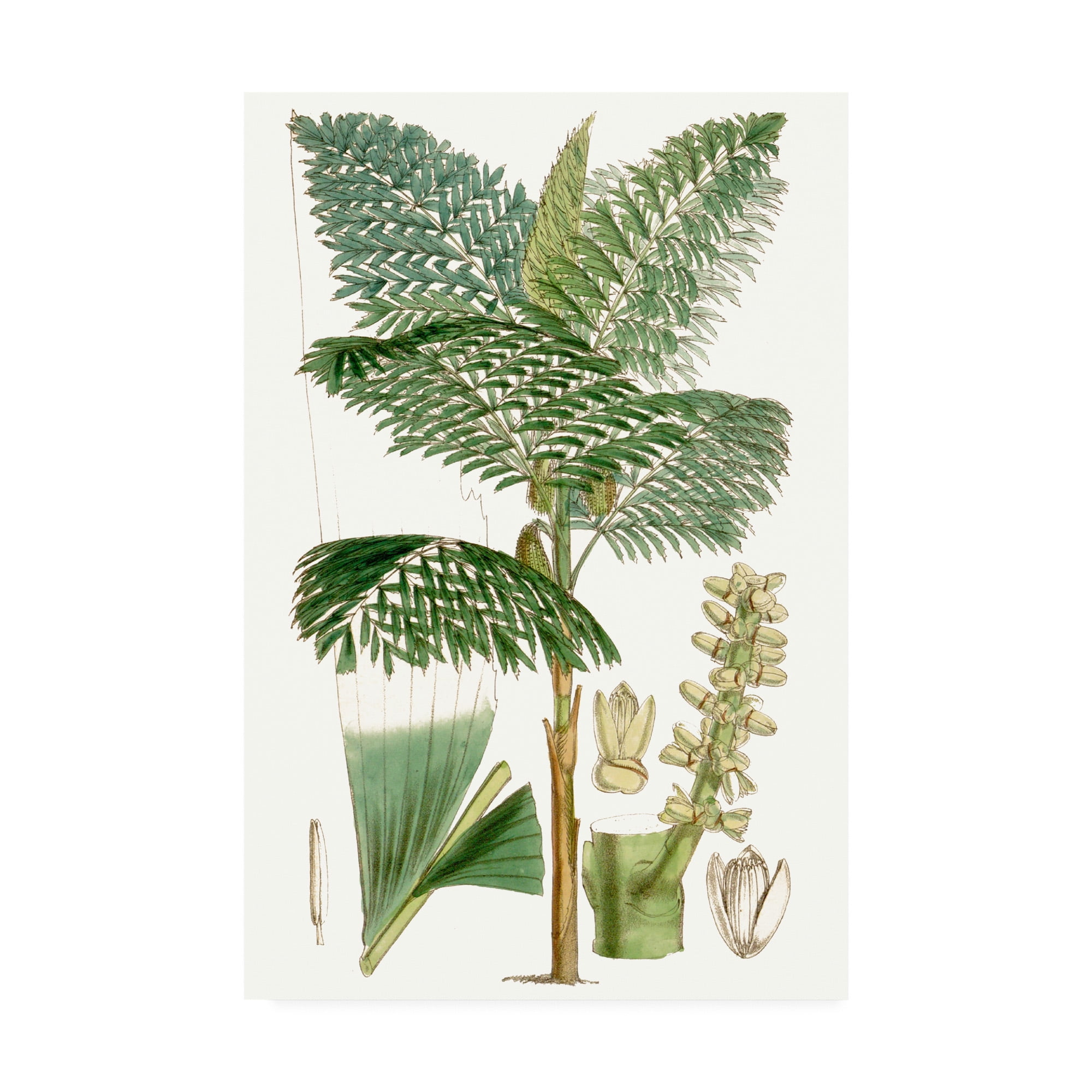 Curtis Palms II Green and White Canvas Art