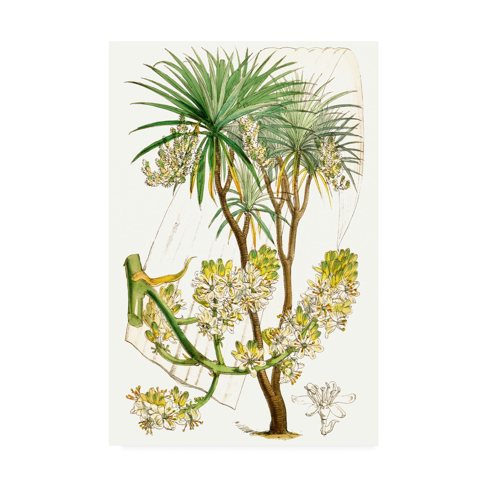 Trademark Fine Art 'Curtis Palms VI' Canvas Art by Curtis