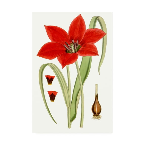 Trademark Fine Art 'Curtis Tulips IV' Canvas Art by Curtis