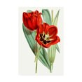 thumbnail image 1 of Trademark Fine Art 'Curtis Tulips V' Canvas Art by Curtis, 1 of 3