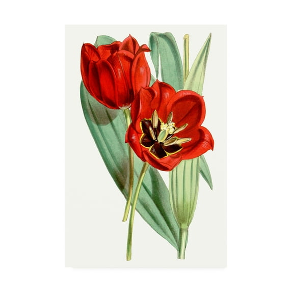Trademark Fine Art 'Curtis Tulips V' Canvas Art by Curtis