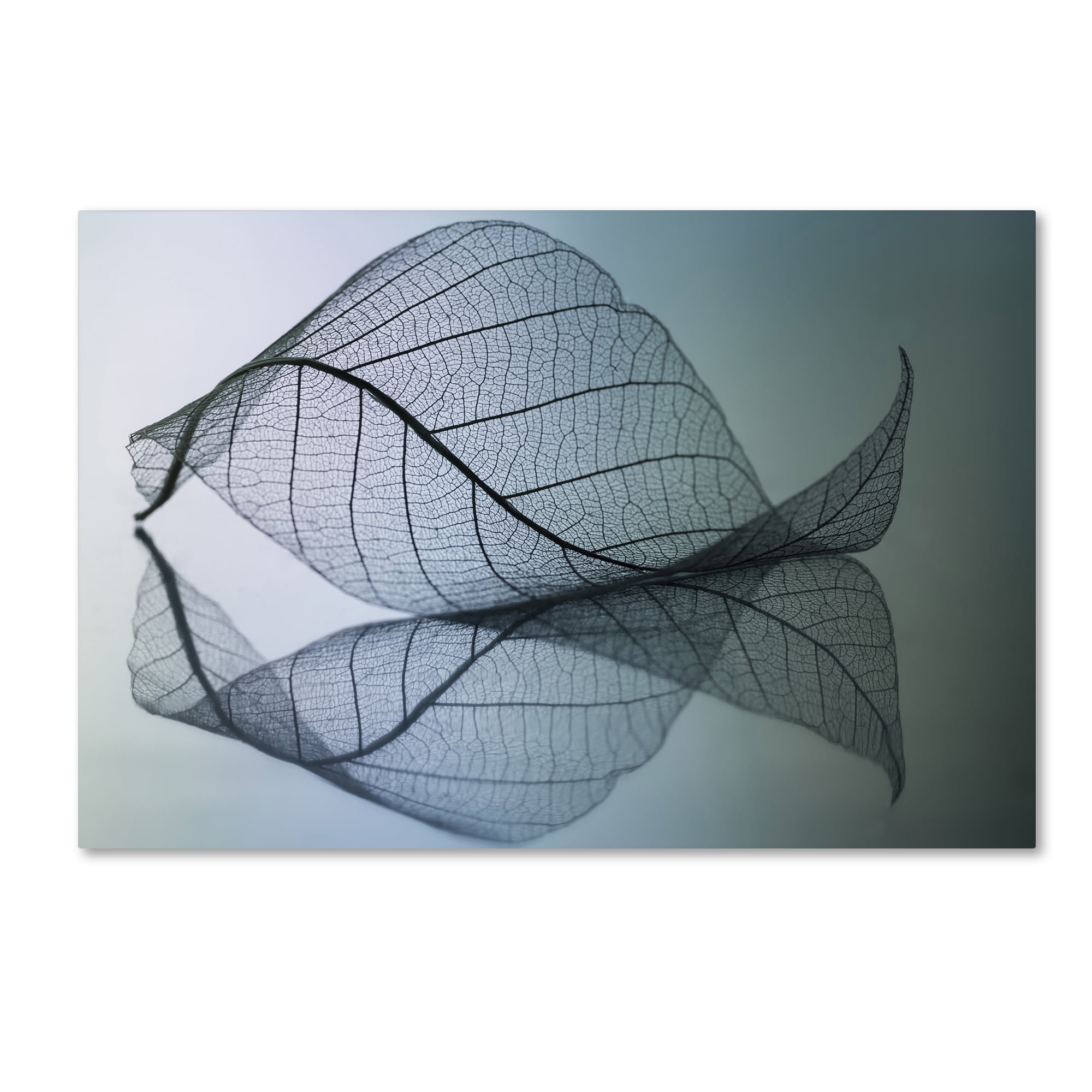 Trademark Fine Art 'Curvaceousness' Canvas Art by Shihya Kowatari