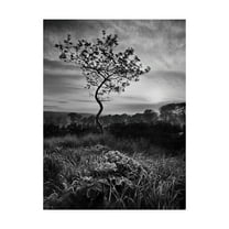 Trademark Fine Art 'Curved Tree' Canvas Art by Martin Henson