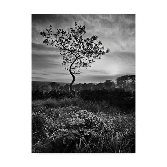 Trademark Fine Art 'Curved Tree' Canvas Art by Martin Henson