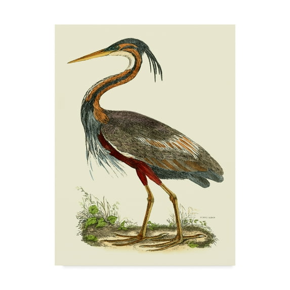 Trademark Fine Art 'Custom Purple Heron' Canvas Art by John Selby