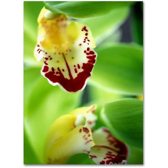 Trademark Fine Art "Cymbidium Seafoam Emerald Orchid" Canvas Art by Kathy Yates