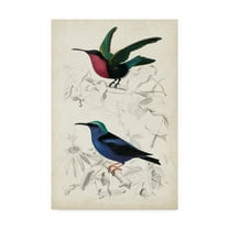 Trademark Fine Art 'D'Orbigny Birds I' Canvas Art by M. Charles D'Orbigny