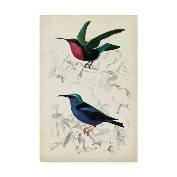 Trademark Fine Art 'D'Orbigny Birds I' Canvas Art by M. Charles D'Orbigny