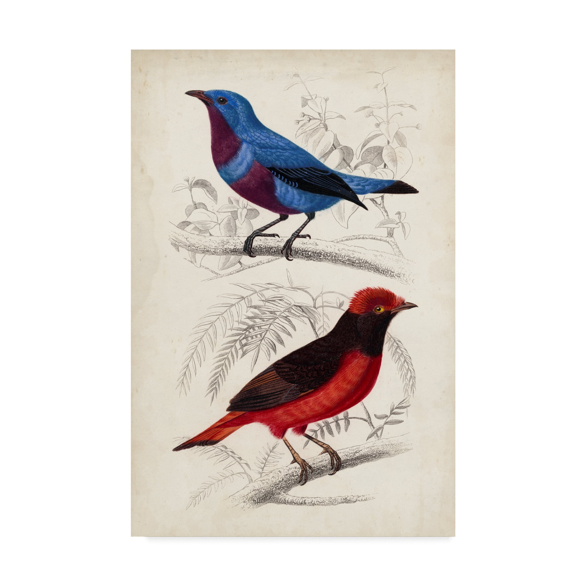 Trademark Fine Art 'D'Orbigny Birds II' Canvas Art by M. Charles D'Orbigny