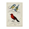 thumbnail image 1 of Trademark Fine Art 'D'Orbigny Birds III' Canvas Art by M. Charles D'Orbigny, 1 of 4