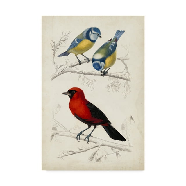 Trademark Fine Art 'D'Orbigny Birds III' Canvas Art by M. Charles D'Orbigny