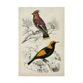 thumbnail image 1 of Trademark Fine Art 'D'Orbigny Birds V' Canvas Art by M. Charles D'Orbigny, 1 of 4