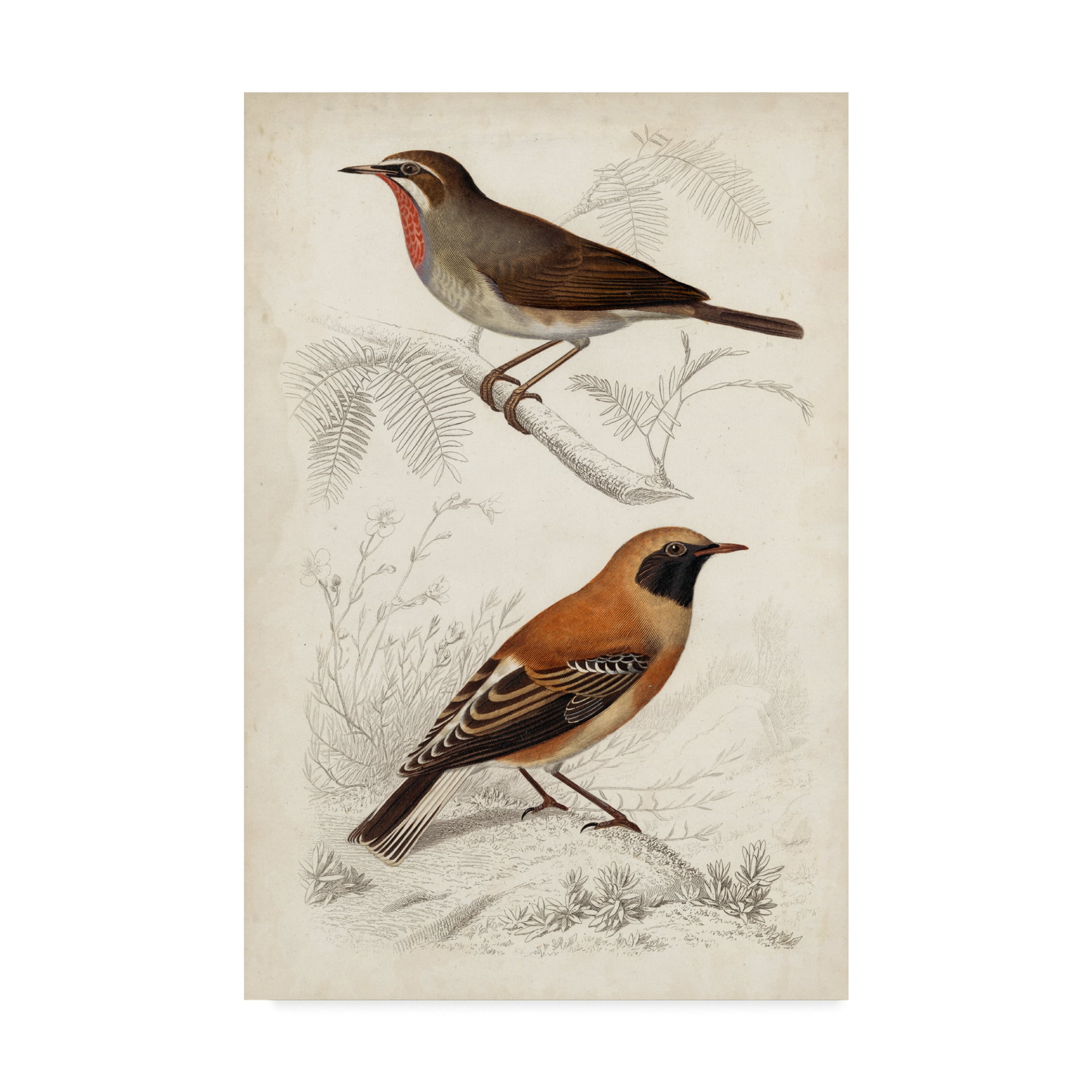 Trademark Fine Art 'D'Orbigny Birds VI' Canvas Art by M. Charles D'Orbigny
