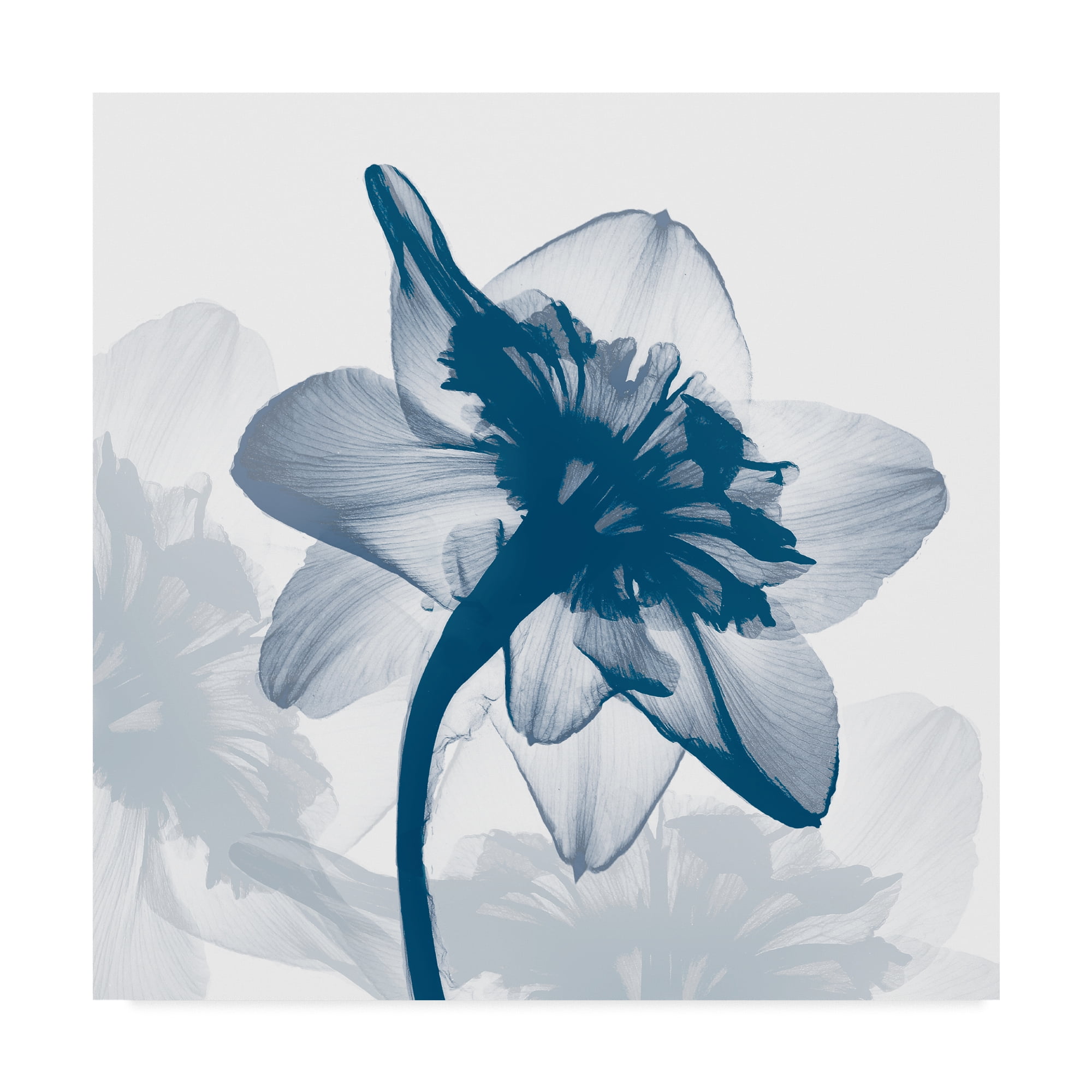Trademark Fine Art 'Daffodil Dance' Canvas Art by Bert Myers