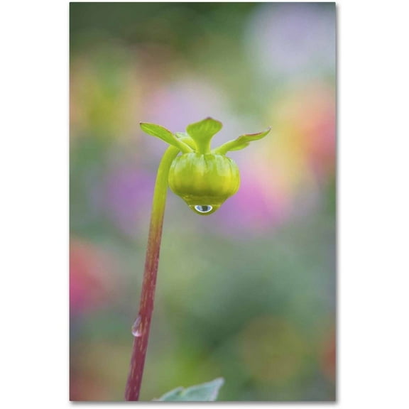 Trademark Fine Art 'Dahlia Bud' Canvas Art by Cora Niele