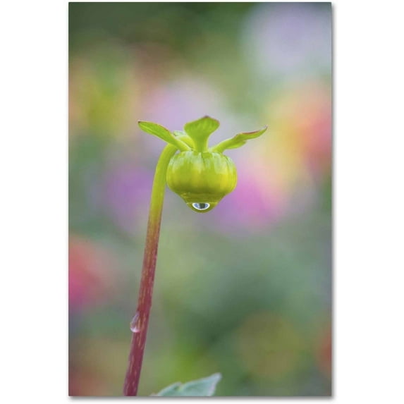 Trademark Fine Art 'Dahlia Bud' Canvas Art by Cora Niele