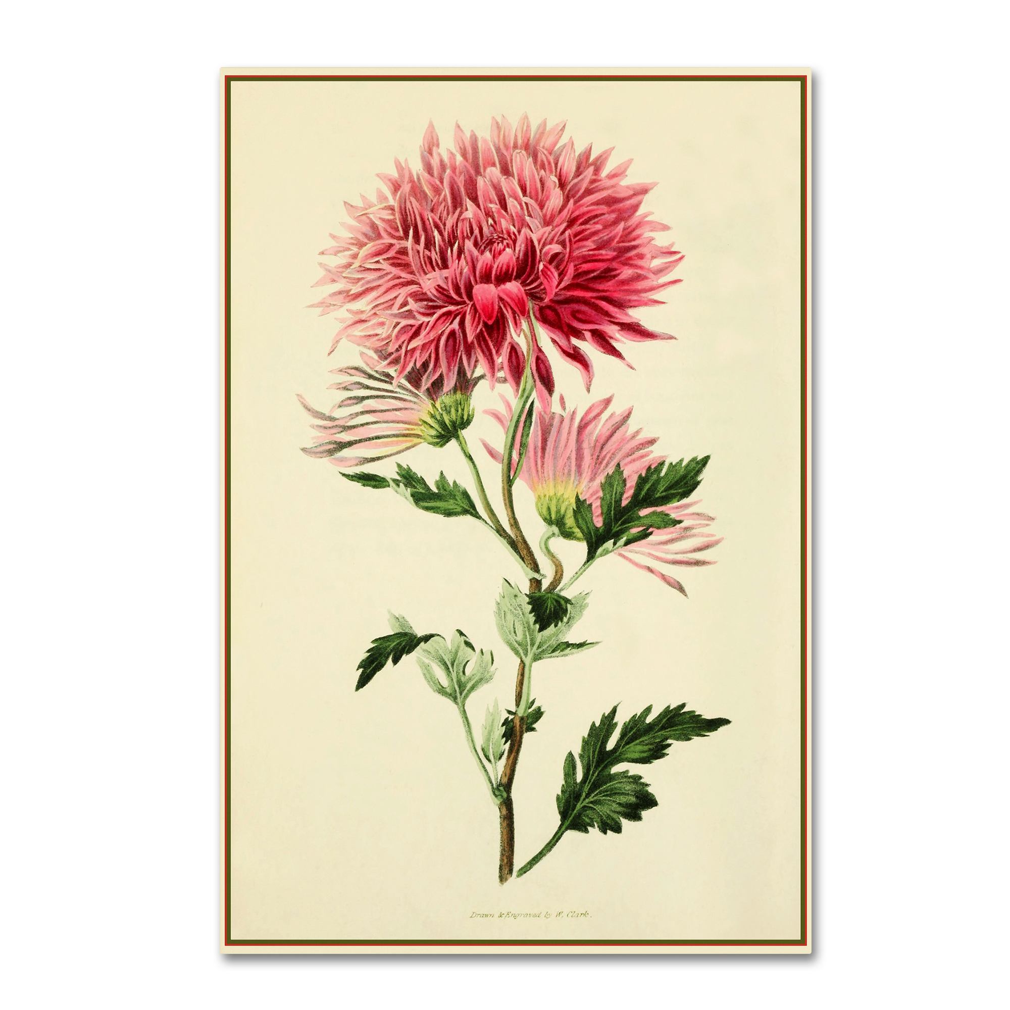 Trademark Fine Art 'Dahlia' Canvas Art by Vintage Lavoie