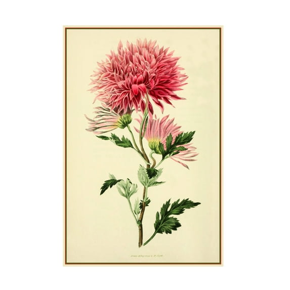 Trademark Fine Art 'Dahlia' Canvas Art by Vintage Lavoie