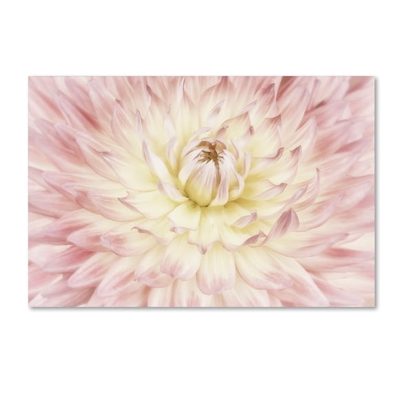 Trademark Fine Art 'Dahlia Flower' Canvas Art by Cora Niele