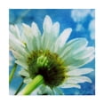 thumbnail image 1 of Trademark Fine Art 'Daisies I' Canvas Art by Ingrid Blixt, 1 of 4