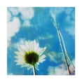 thumbnail image 1 of Trademark Fine Art 'Daisies IV' Canvas Art by Ingrid Blixt, 1 of 4