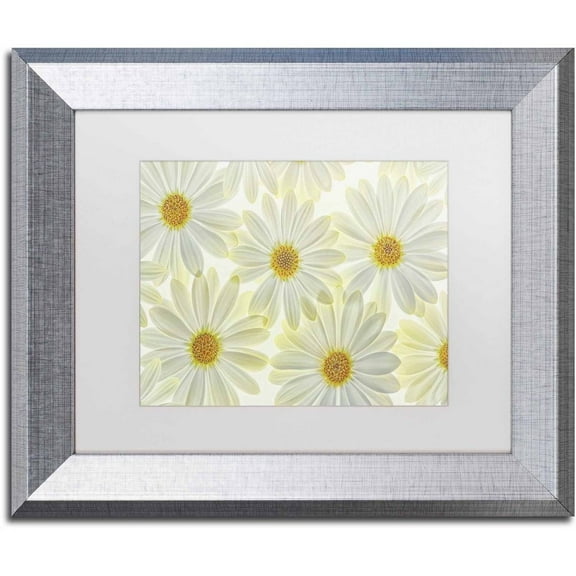 Trademark Fine Art 'Daisy Flowers' Canvas Art by Cora Niele, White Matte, Silver Frame