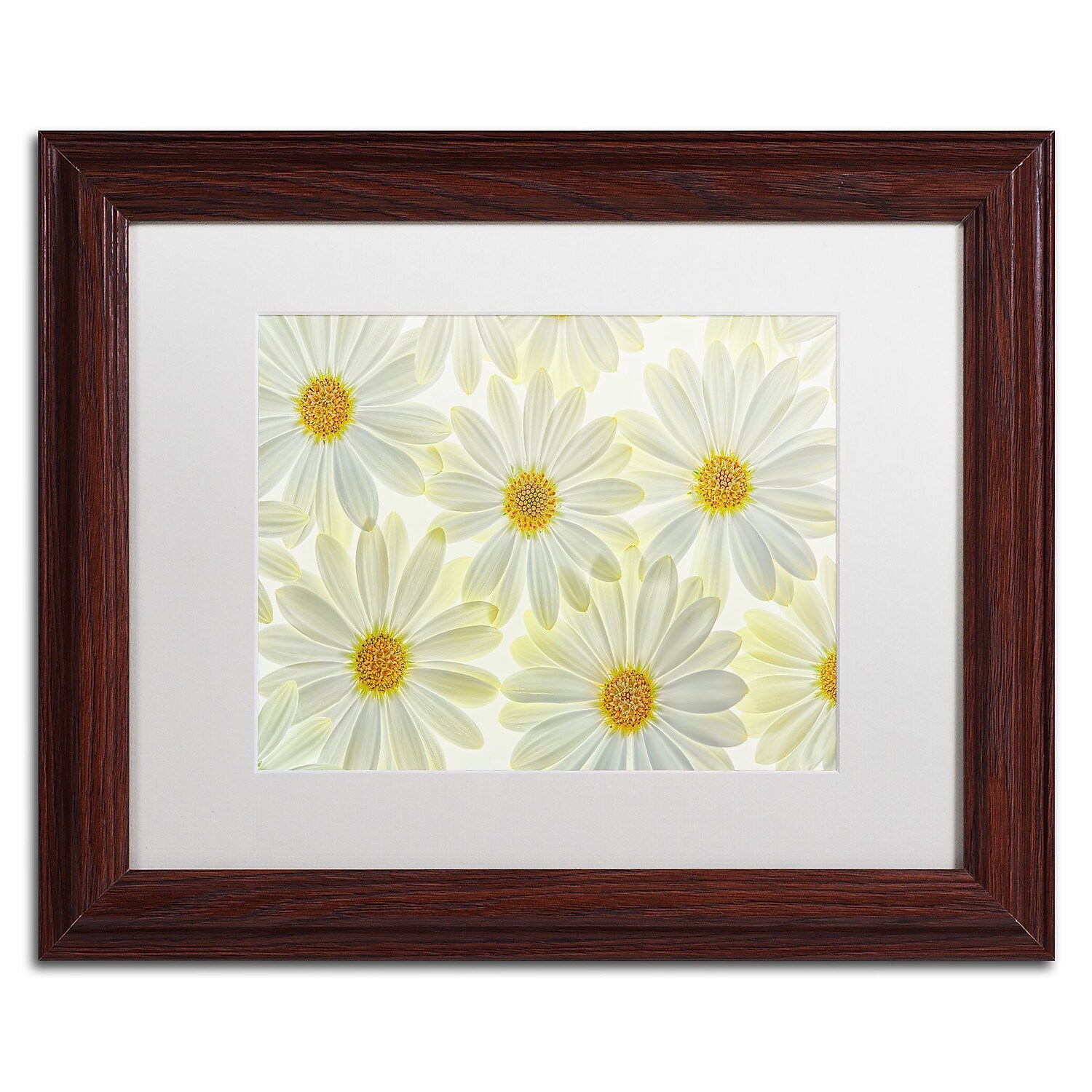 Trademark Fine Art 'Daisy Flowers' Canvas Art by Cora Niele, White Matte, Wood Frame