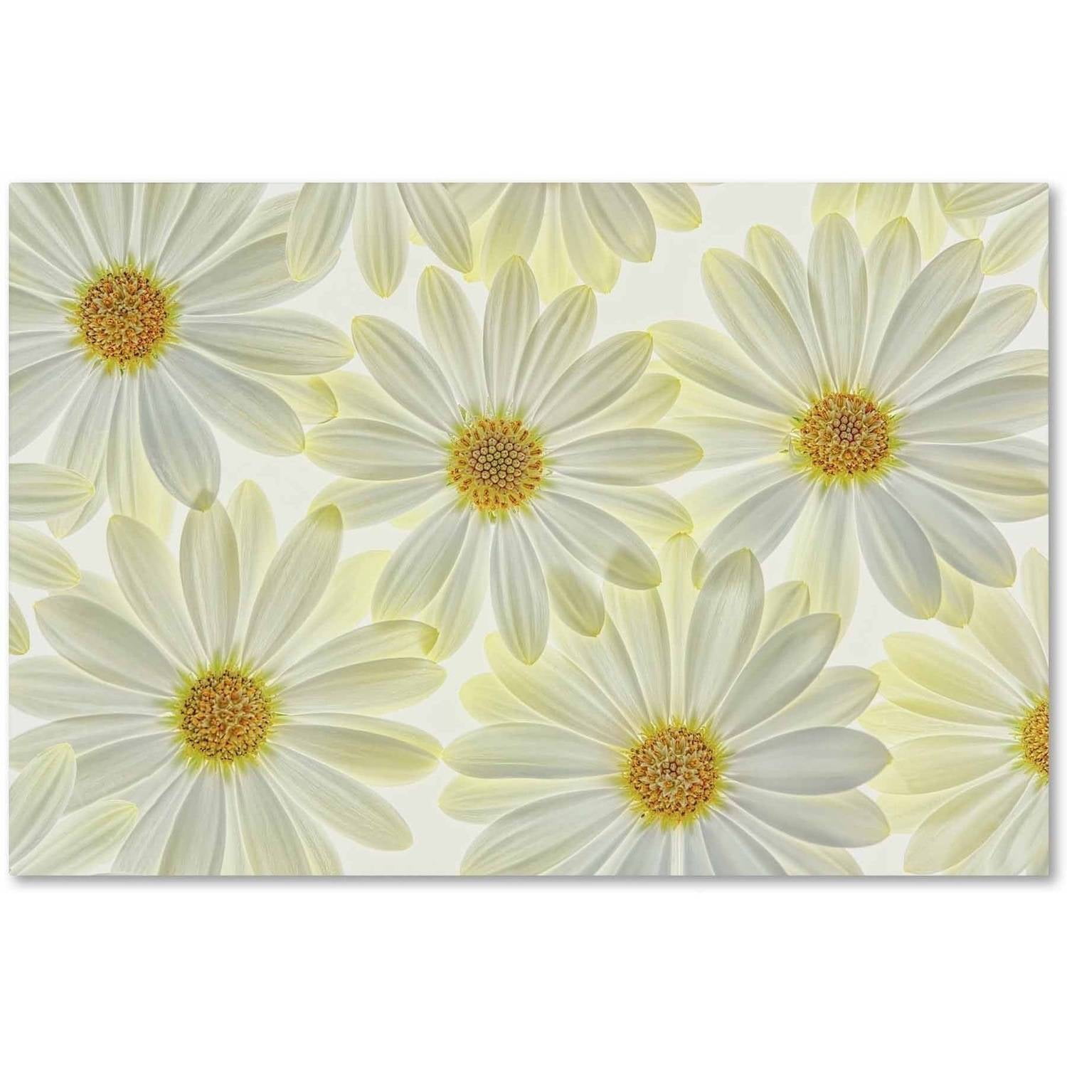 Bright White Daisy Flowers Canvas Print Art