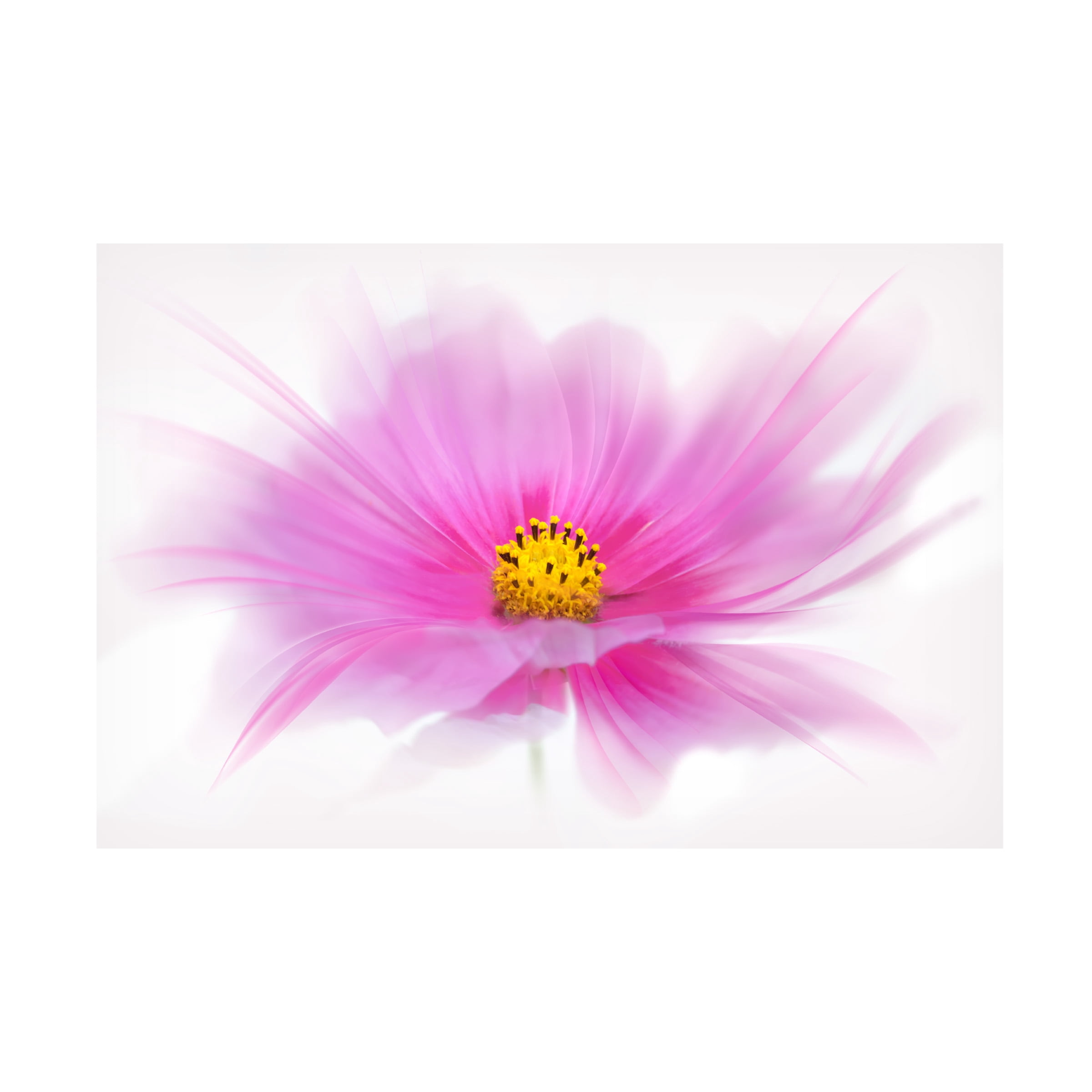 Trademark Fine Art 'Dancing Flower Deep Pink Cosmos' Canvas Art by Cora Niele