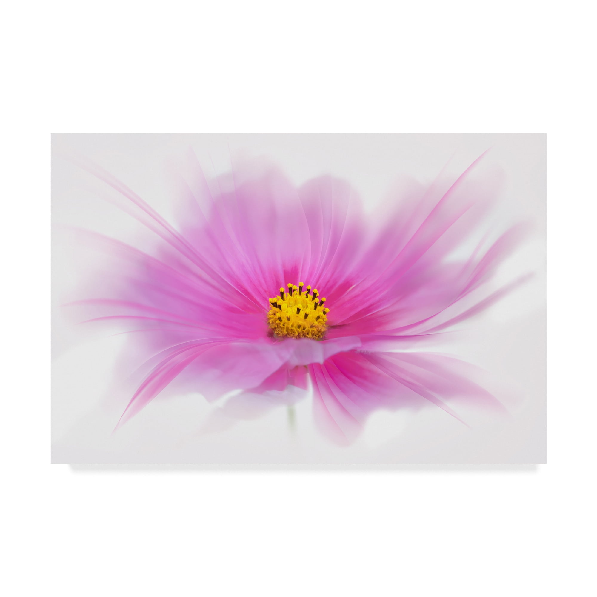 Trademark Fine Art 'Dancing Flower Deep Pink Cosmos' Canvas Art by Cora Niele