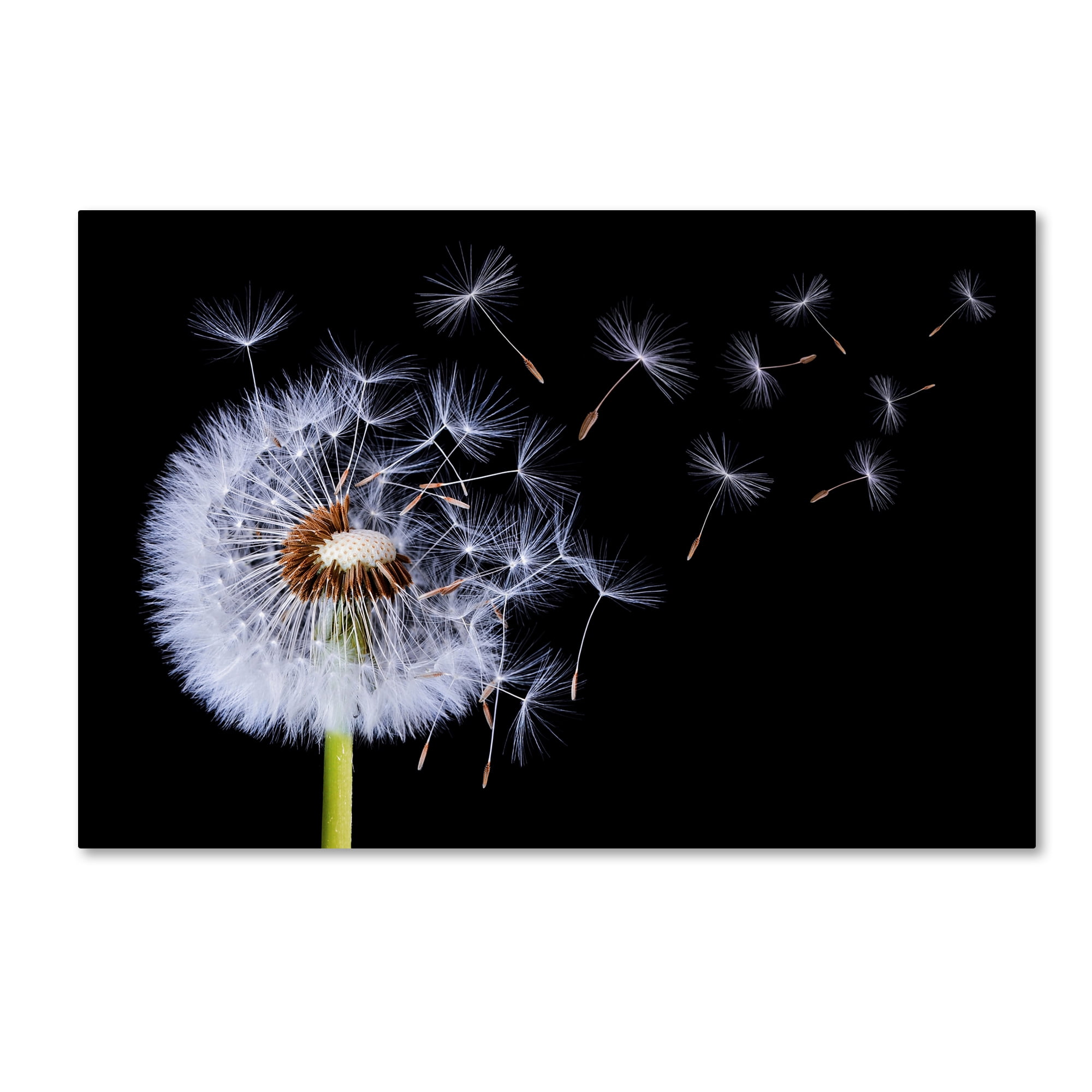 Bess Hamiti Dandelion Blowing Black and White Canvas Art