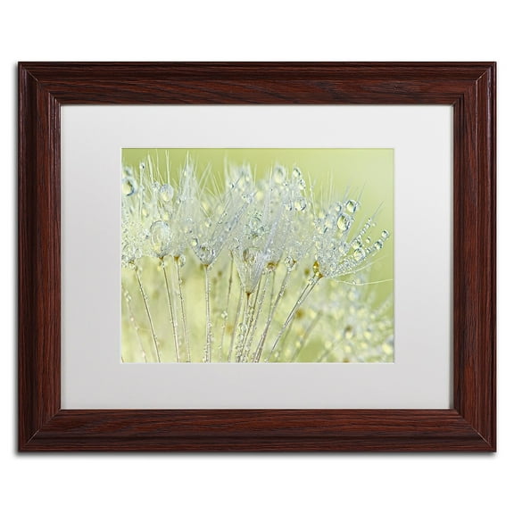 Trademark Fine Art 'Dandelion Dew I' Canvas Art by Cora Niele, White Matte, Wood Frame
