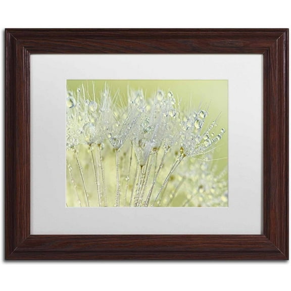 Trademark Fine Art 'Dandelion Dew I' Canvas Art by Cora Niele, White Matte, Wood Frame