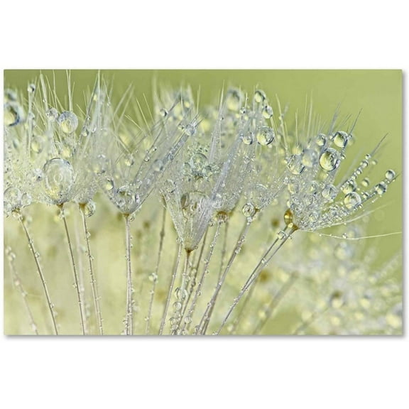 Trademark Fine Art Cora Niele Dandelion Dew I Canvas Wall Art - 12x19