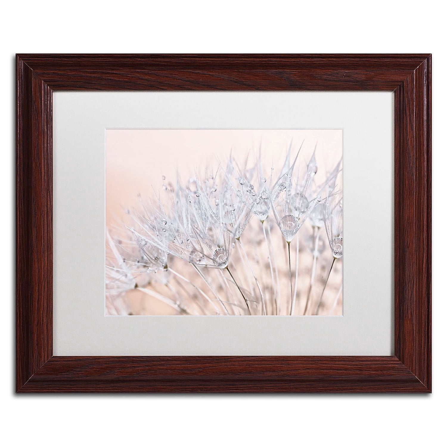 Trademark Fine Art 'Dandelion Dew II' Canvas Art by Cora Niele, White Matte, Wood Frame