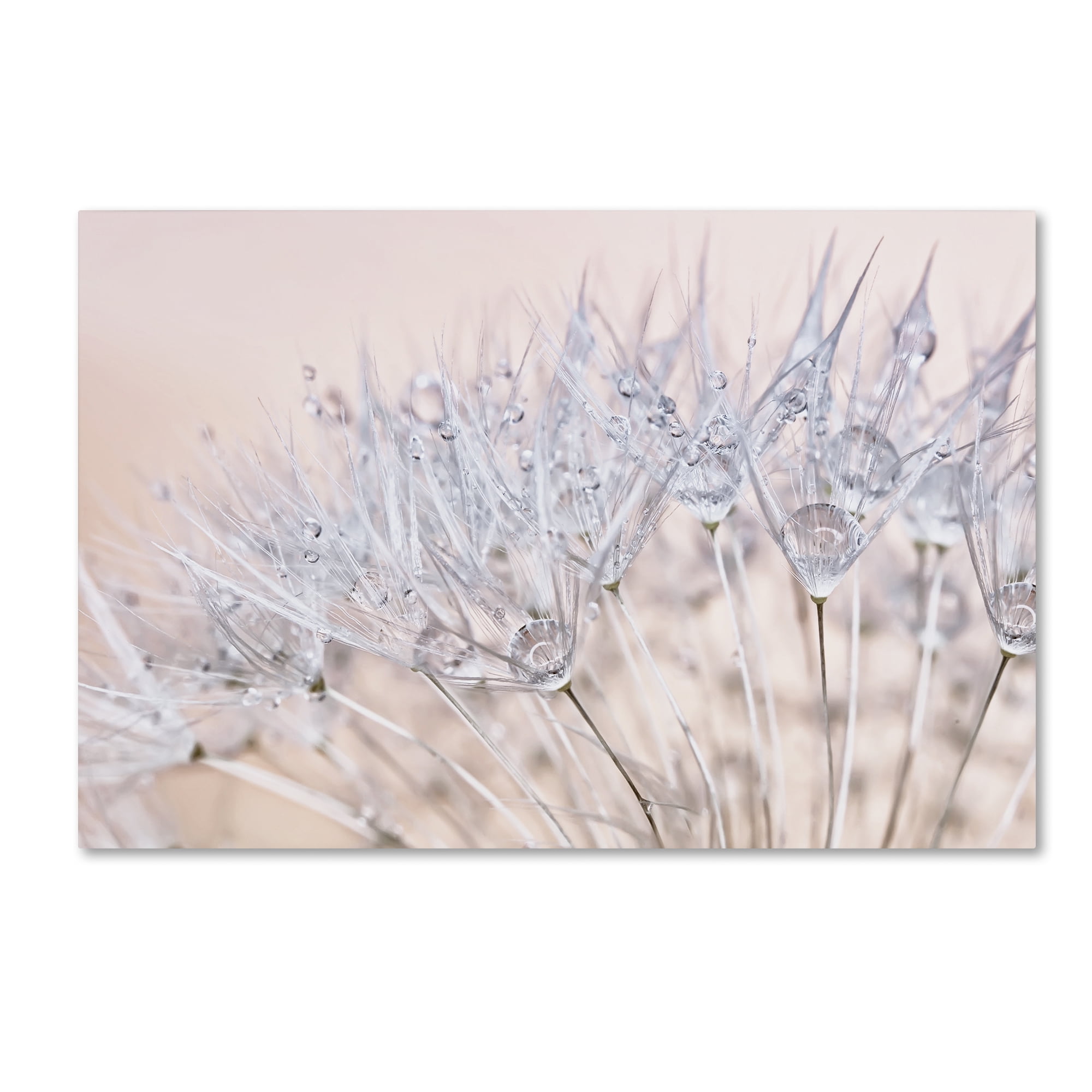 Trademark Fine Art 'Dandelion Dew II' Canvas Art by Cora Niele