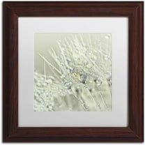 Trademark Fine Art 'Dandelion Dew III' Canvas Art by Cora Niele, White Matte, Wood Frame