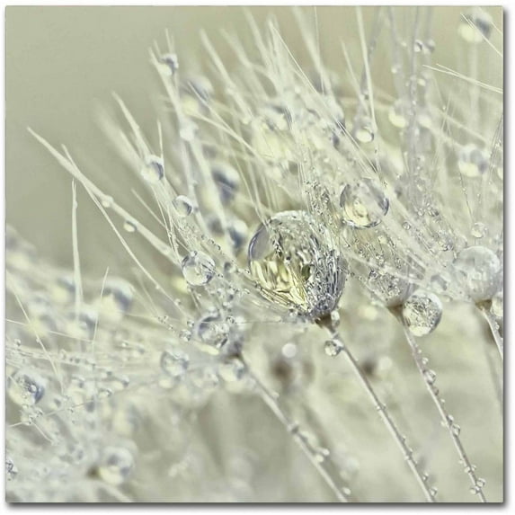 Trademark Fine Art 'Dandelion Dew III' Canvas Art by Cora Niele