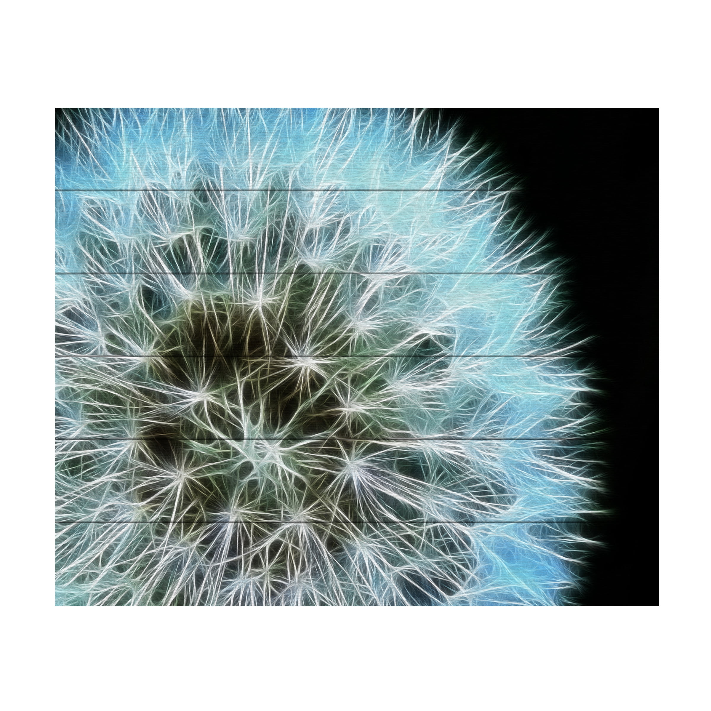 Trademark Fine Art 'Dandelion Seed Head Full' Wooden Wall Art Art by Kathie McCurdy