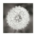 thumbnail image 1 of Trademark Fine Art 'Dandelion Seedhead' Canvas Art by Alan Majchrowicz, 1 of 4
